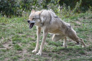 Trucs et astuces pour guérir une mâchoire cassée et fracturée