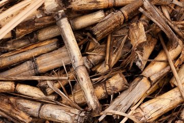 Types d'animaux dans les forêts tempérées et les arbustes.