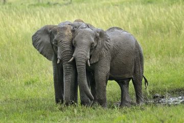 A quoi servent les défenses en ivoire ?