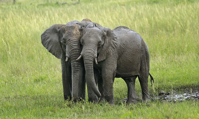 A quoi servent les défenses en ivoire ?