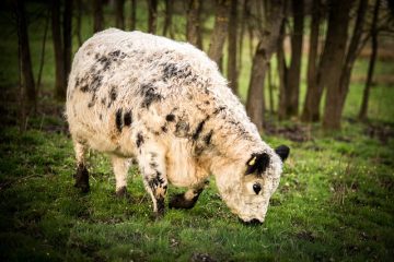 Activités préscolaires pour accompagner l'histoire biblique du mouton perdu.