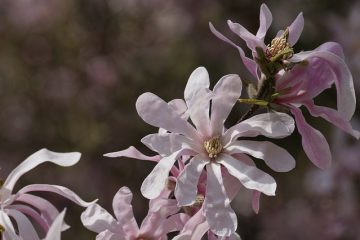 Adaptation des plantes et des animaux aux écosystèmes d'eau douce.