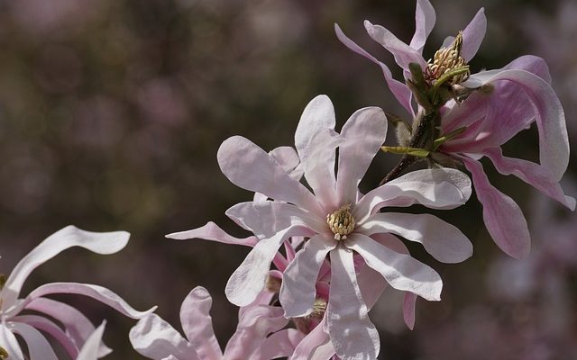 Adaptation des plantes et des animaux aux écosystèmes d'eau douce.