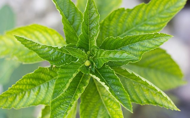 Adaptations de la plante tournesol