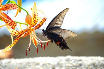 Caractéristiques des fleurs pollinisées par les insectes