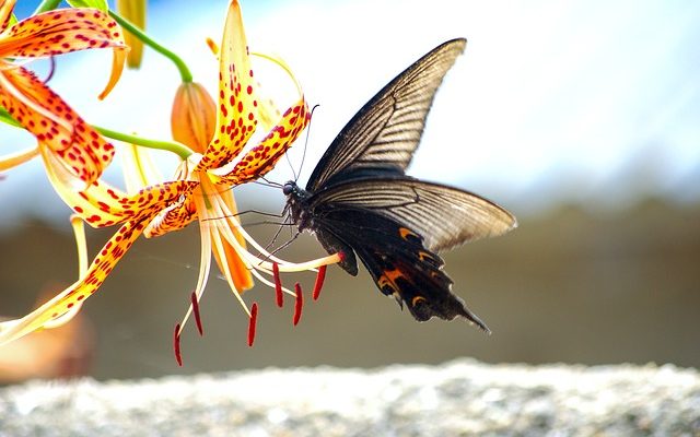 Caractéristiques des fleurs pollinisées par les insectes