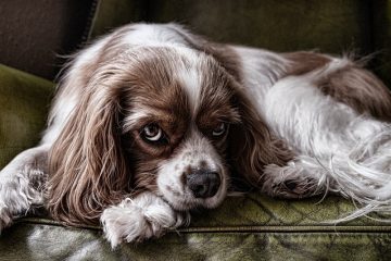 Cavalier King Charles Charles Spaniel Pointes de coupe de cheveux