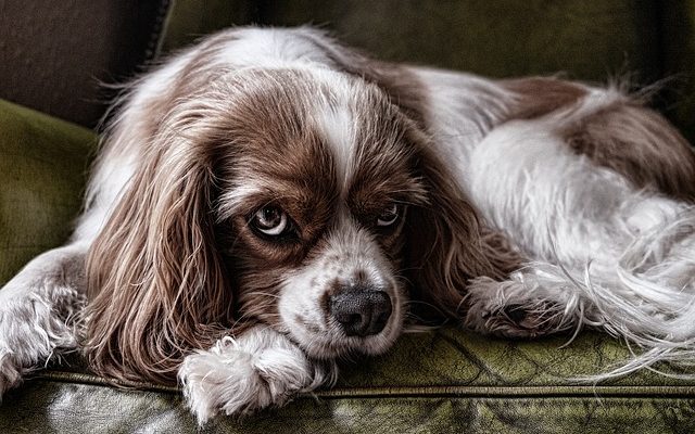 Cavalier King Charles Charles Spaniel Pointes de coupe de cheveux