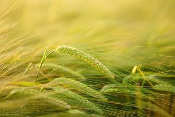 Comment accrocher les rideaux à oeillets