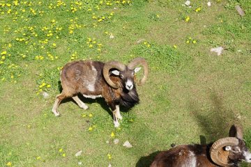 Comment attirer l'attention d'une fille timide du Bélier