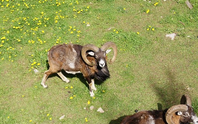 Comment attirer l'attention d'une fille timide du Bélier