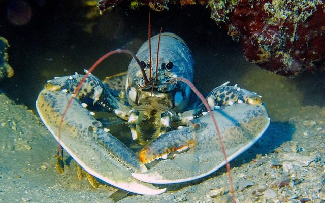 Comment attraper le homard