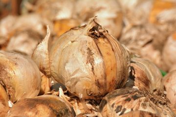 Comment cultiver des bulbes de gladiolus à l'intérieur.