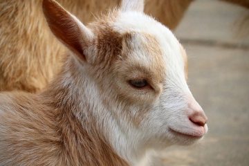 Comment démarrer une ferme caprine