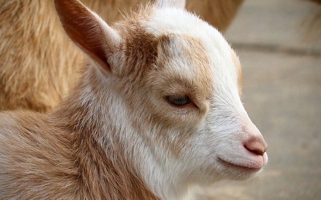 Comment démarrer une ferme caprine