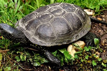 Comment dire quel est le sexe de votre tortue géographique du Mississippi ?