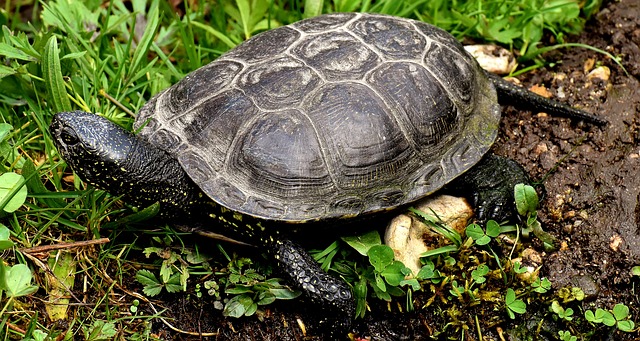 Comment dire quel est le sexe de votre tortue géographique du Mississippi ?