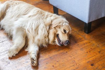 Comment dresser votre chien pour qu'il dorme seul dans une autre pièce.