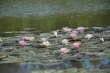 Comment éliminer les nitrates de l'eau dans les étangs à koïs