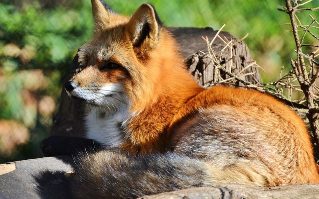 Comment empêcher la fourrure de renard de perdre son pelage