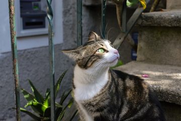 Comment empêcher un chat errant d'entrer en pulvérisation