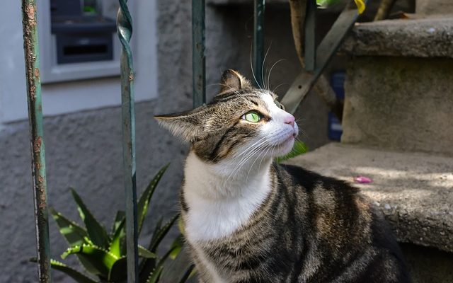 Comment empêcher un chat errant d'entrer en pulvérisation