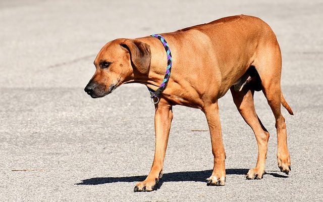 Comment empêcher un chien de vous attaquer ?