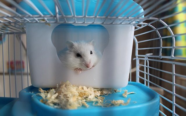 Comment faire une cage d'aquarium cool hamster cage d'aquarium