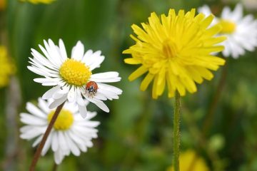 Comment garder les coccinelles en vie