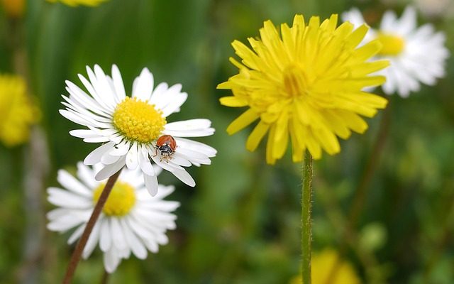 Comment garder les coccinelles en vie