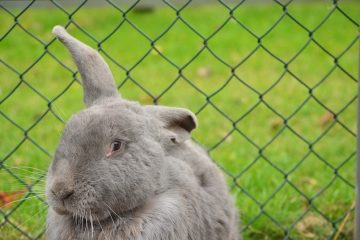 Comment installer une clôture de protection des lapins