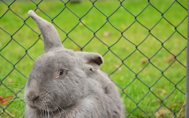 Comment installer une clôture de protection des lapins