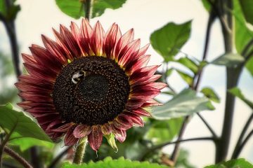 Comment lire un devoir de test sur la tournesol