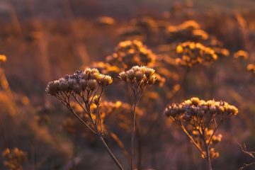 Comment peindre des pots de fleurs en céramique