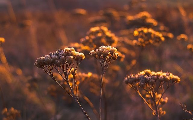 Comment peindre des pots de fleurs en céramique