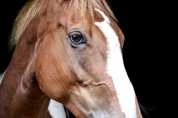 Comment peindre les chevaux avec des peintures acryliques