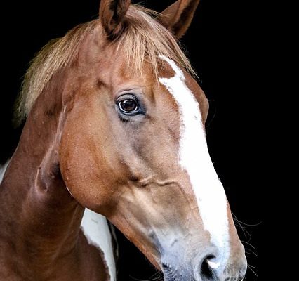 Comment peindre les chevaux avec des peintures acryliques