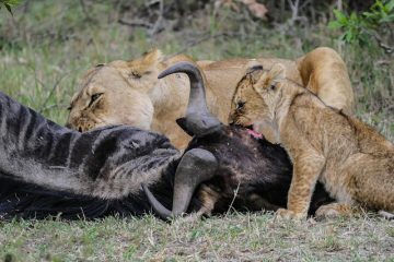 Comment prendre soin des lionceaux du lionceaux