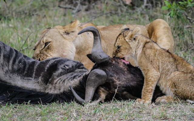 Comment prendre soin des lionceaux du lionceaux