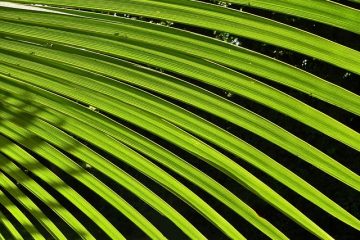Comment prendre soin d'une plante d'intérieur du cocotier
