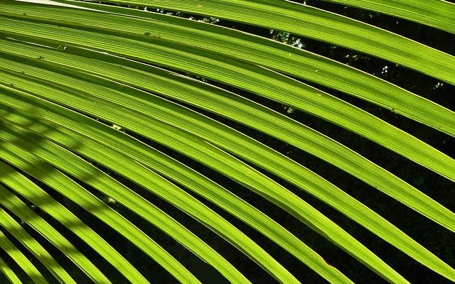Comment prendre soin d'une plante d'intérieur du cocotier