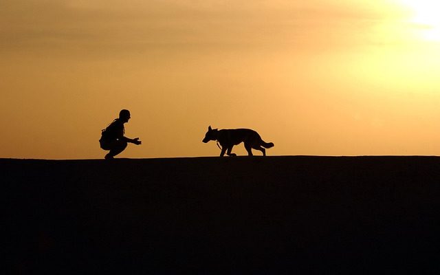 Comment provoquer le travail chez les chiens