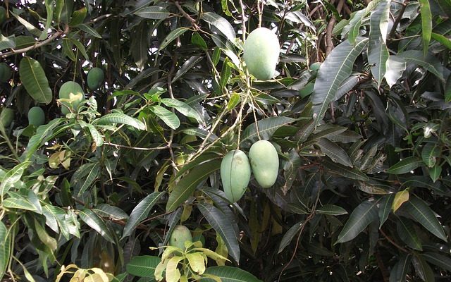 Comment sécher une mangue à l'aide du four ?