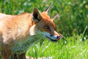 Comment souffler un anneau de fumée en forme de cœur