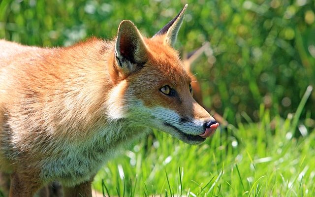 Comment souffler un anneau de fumée en forme de cœur