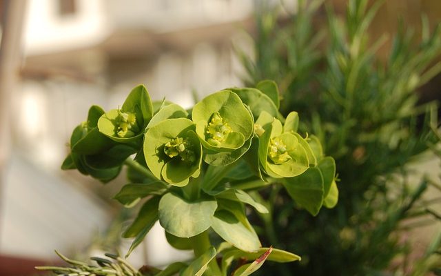 Comment tailler les succulents