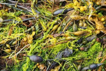 Comment tuer les algues vertes dans une piscine d'eau salée