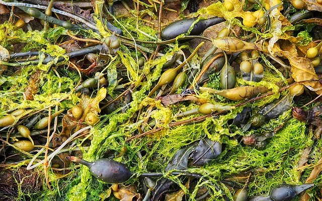 Comment tuer les algues vertes dans une piscine d'eau salée