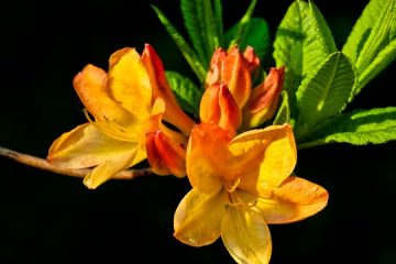 Dons en lieu et place de fleurs pour un enterrement