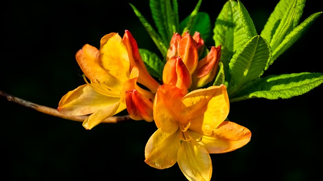 Dons en lieu et place de fleurs pour un enterrement